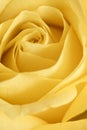 Yellow rose flower Royalty Free Stock Photo