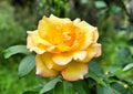 Yellow rose