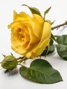 yellow rose flower ai generated