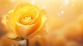 Yellow rose flower background closeup with soft focus and sunlight, photo by Generative AI Royalty Free Stock Photo