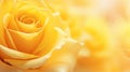 Yellow rose flower background closeup with soft focus and sunlight, photo by Generative AI Royalty Free Stock Photo