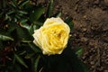 Yellow bushy rose flower