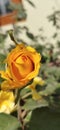 Yellow rose flower beauty neature Royalty Free Stock Photo
