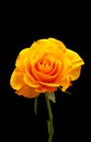 Yellow rose flower on black background. Royalty Free Stock Photo