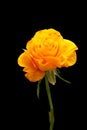 Yellow rose flower on black background. Royalty Free Stock Photo