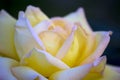 Yellow Rose Flower Black Background Royalty Free Stock Photo