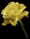 Yellow rose. Flower on the black isolated background with clipping path. Close-up. no shadows. Shot of yellow flower. Royalty Free Stock Photo