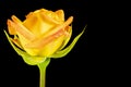 Yellow rose flower. Black isolated background. Close-up. Macro shooting. Concept for printing and design. Royalty Free Stock Photo