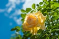 Yellow rose flower on blurred of blue sky background. Royalty Free Stock Photo