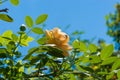 Yellow rose flower on blurred of blue sky background. Royalty Free Stock Photo