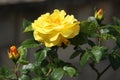 Yellow rose flower and buds on a green bush Royalty Free Stock Photo