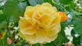 Yellow rose flower on a bush in the garden outdoors in soft sunlight against a background of green leaves Royalty Free Stock Photo