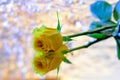 Yellow rose flower with reflection and beautiful sparkling bokeh background Card for mothers, wedding and valentines day, 8 March, Royalty Free Stock Photo