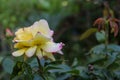 Yellow rose flower close-up photo with drops of water and leaves Royalty Free Stock Photo