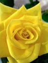 Close up of a Yellow Rose Flower Royalty Free Stock Photo