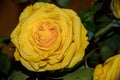 Yellow Rose Flower Detail Beautiful Close-Up Royalty Free Stock Photo