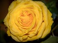 Yellow Rose Flower Detail Beautiful Royalty Free Stock Photo