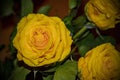 Yellow Rose Flower Detail Beautiful Valentine Love Gift Royalty Free Stock Photo