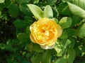 Yellow rose flower on the green background Royalty Free Stock Photo