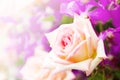 Yellow Rose Flower In The Garden With Bokeh Light, Bouquet Of Fresh Spring Yellow Rose And Purple Flowers Bokeh For Background Royalty Free Stock Photo