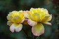 Yellow rose flower. Garden bush macro closeup Royalty Free Stock Photo