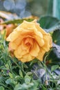 Yellow Rose Flower. Garden Eellow Flower on a Background of Green Leaves Royalty Free Stock Photo