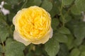 Yellow rose flower garden, nature concept background Royalty Free Stock Photo