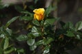 Yellow rose flower with green leaves on a dark background Royalty Free Stock Photo