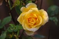 Yellow rose, flower head Royalty Free Stock Photo