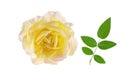 Yellow rose flower head and green leaf isolated on white background Royalty Free Stock Photo