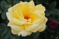 Yellow rose flower head up close Royalty Free Stock Photo