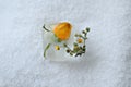 Yellow rose, flower in ice on a white background, close-up Royalty Free Stock Photo