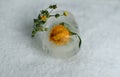 Yellow rose, flower in ice on a white background, close-up Royalty Free Stock Photo