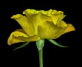 A yellow rose flower isolated on a black background. Close-up. Flower bud on a green stem with leaves Royalty Free Stock Photo