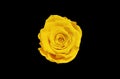 Yellow rose flower isolated on black background. Top view Royalty Free Stock Photo