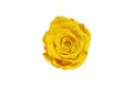 Yellow rose flower isolated on white background. Top view Royalty Free Stock Photo