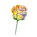 The yellow rose flower isolated on white background, watercolor illustration Royalty Free Stock Photo