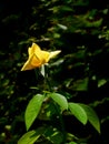 Yellow rose flower with leaves on the bush Royalty Free Stock Photo