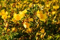 Wild yellow rose flower lit by the sun at sunset. Royalty Free Stock Photo