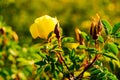 Wild yellow rose flower lit by the sun at sunset. Royalty Free Stock Photo