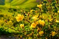 Wild yellow rose flower lit by the sun at sunset. Royalty Free Stock Photo