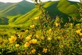 Wild yellow rose flower lit by the sun at sunset. Royalty Free Stock Photo