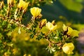 Wild yellow rose flower lit by the sun at sunset. Royalty Free Stock Photo