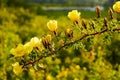 Wild yellow rose flower lit by the sun at sunset. Royalty Free Stock Photo