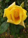 A yellow rose flower with raindrops Royalty Free Stock Photo
