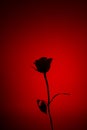 Yellow rose flower silhouette against dark red background close up detail view Royalty Free Stock Photo