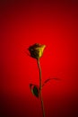 Yellow rose flower silhouette against dark red background close up detail view Royalty Free Stock Photo