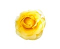 Yellow rose flower with soft skin isolated on white background top view , clipping path Royalty Free Stock Photo