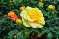 Yellow rose flower of the Sphinx Gold variety, close-up. Beautiful flowering stem with a bud growing on a flower bed in a garden