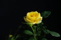 Yellow rose flower with stem and leaves isolated on black background Royalty Free Stock Photo